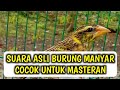 Masteran Burung Manyar Gacor Non Isian Mp3 - Mp4 Download