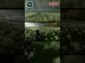You should definitely check out the intro scene of the Ghost of Tsushima. It's really cool!...