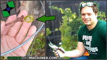 The Grapes Emerge from Dormancy! | Growing Grapes in 5 Gallon Buckets | Year 6