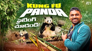 Giant Panda Base | Fighting Baby Panda | Chengdu China 🇨🇳 | Uma Telugu Traveller