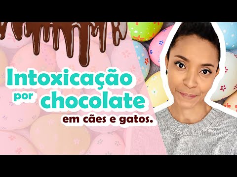 Vídeo: Intoxicação Por Chocolate Em Gatos