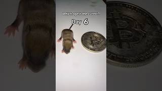 Watch my mouse grow through her baby stage!