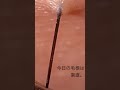 素直に抜けるとうれしい。 #毛抜き