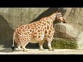 10 Unusual Dwarf Animals In The World!