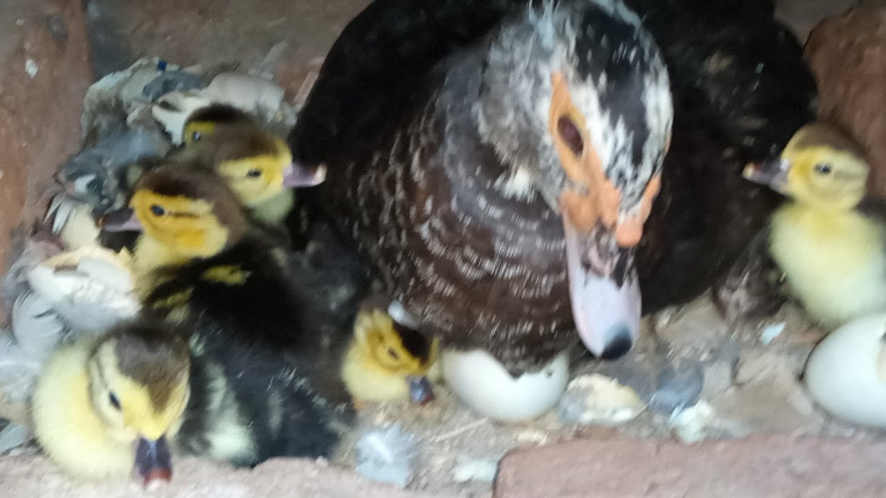 فقس بيض البطه كلوا والحمد لله هلة البشاير والخير وصل