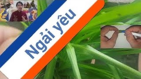 Cách làm ngải yêu - cây ngải phong thủy - cây ngải cầu tài - cây ngải nàng mách - phong thủy van loc