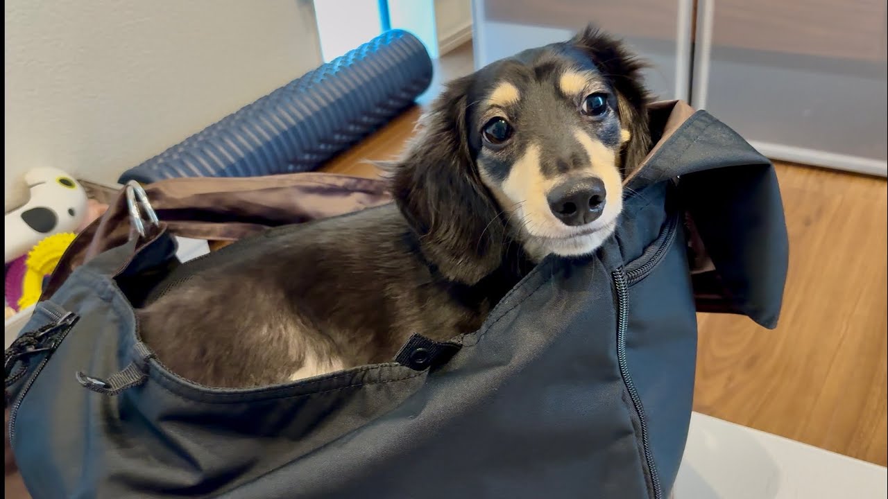 犬と人が出会うとき （帯つき） Dog Vlog] The Daily Life of a Couple Obsessed with Their Dog