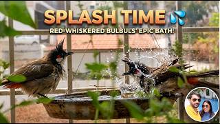 Tiny Bulbul, Big Splash! Balcony Bath Time 😍 #Bulbul #BirdBath #BirdsOfIndia