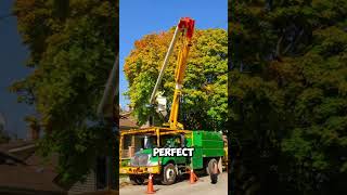 ✨ Tree Service Built on Safety & Experience