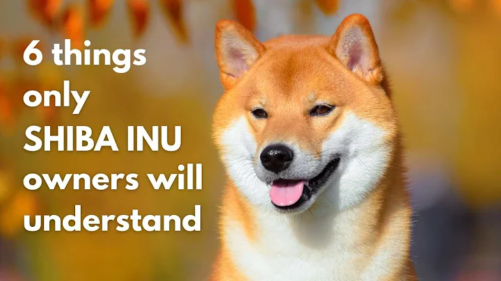 6 things only Shiba Inu owners understand