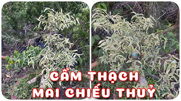 Cây Mai chiếu thuỷ cẩm thạch cánh kép | 0386569374 - Ngọc Ngân Bến Tre | Chuyên cây độc lạ