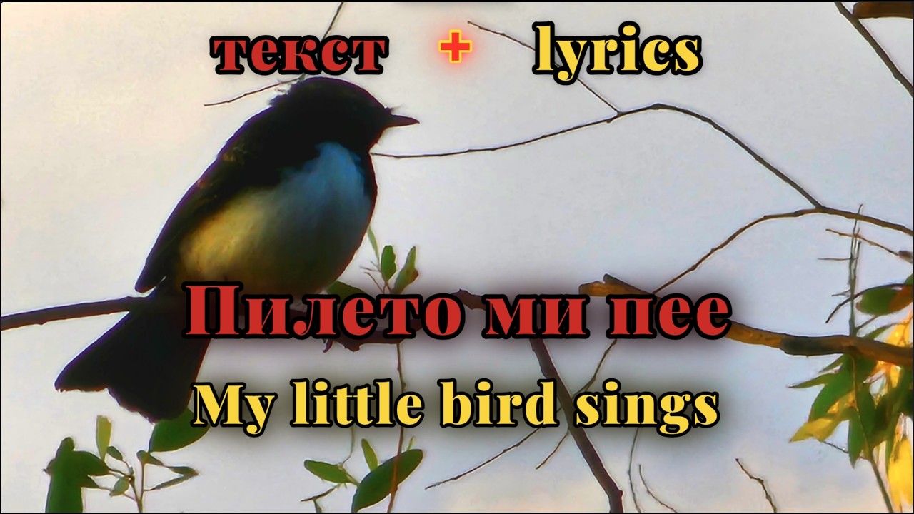 Pileto mi pee - Bitolski Merak [мк + eng lyrics] - YouTube