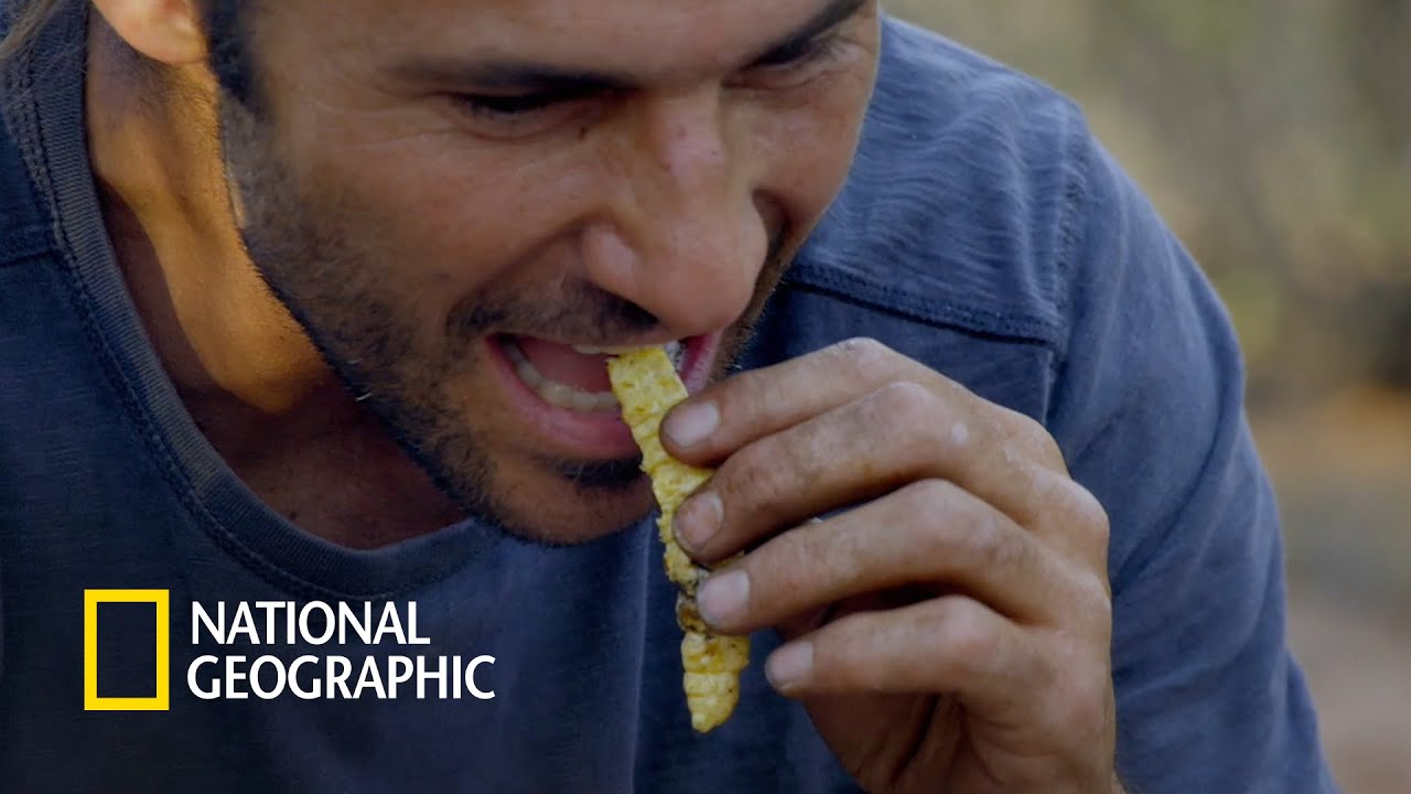 척박한 사막의 고단백 간식, 스크램블 에그 맛 애벌레 | Primal Survivor