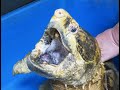 Alligator snapping turtle vs Sweet corn　ワニガメ　#Shorts