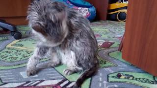 Британская кошка жаклин после помывки под душем Британская кошка жаклин после помывки под душем