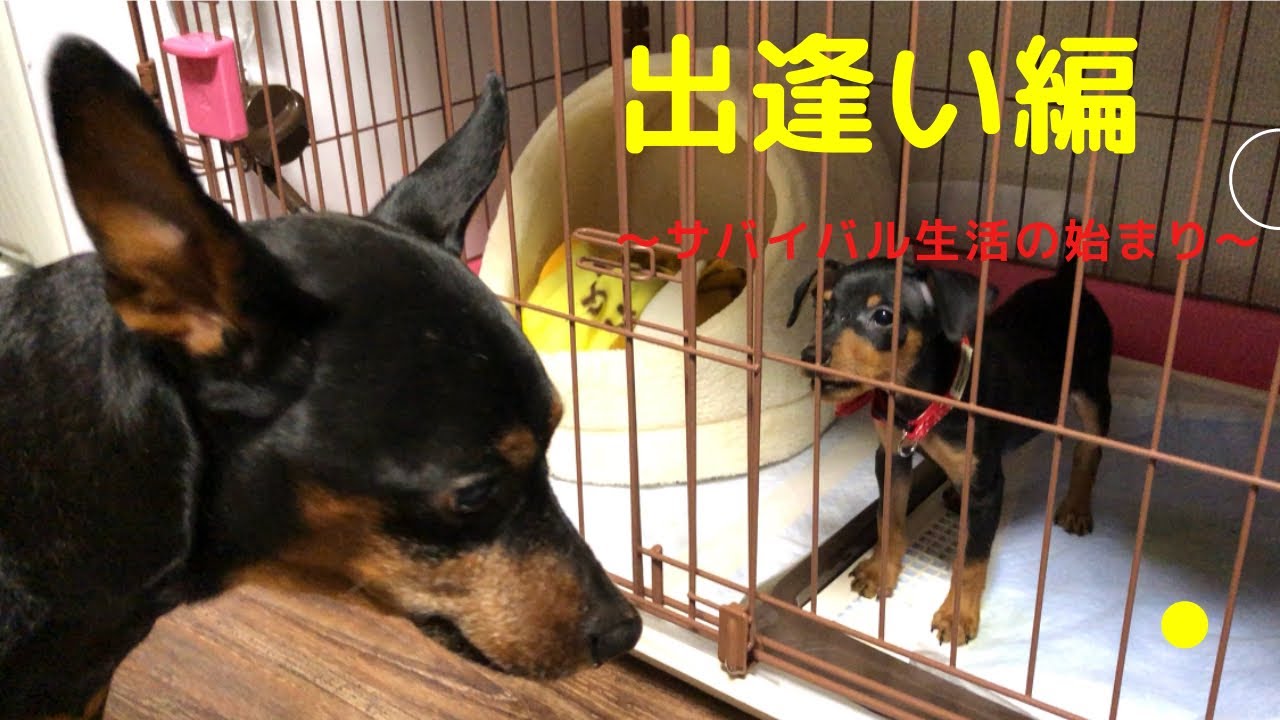 ミニチュアピンシャー 多頭飼いスタート編 Youtube