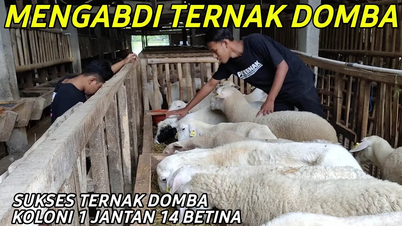 SUKSES TERNAK DOMBA MODERN SISTEM PAKAN FERMENTASI KANDANG BAMBU