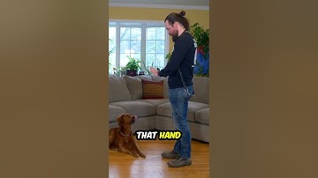 How to Train Your Dog the "STAY" Command 🐕