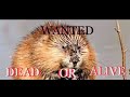 TRAPPER J’s VLOGS S.2 E.P 20 {can we catch this dang muskrat}
