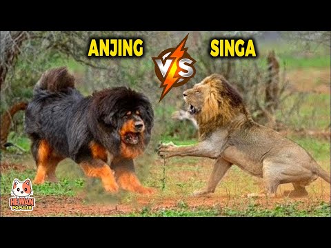 Video: Adakah mastiff memburu singa?