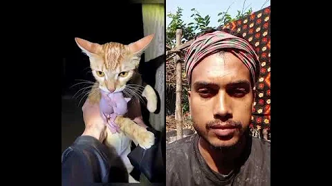 Video 11599591: sphynx cats kittens