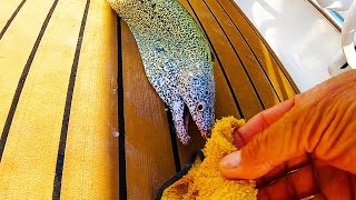 Finding New FISHING Spots In SW Florida!  CRAZY CATCHES - Clean and cook!