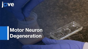 Neuronal Mechanical Injury to Study Motor Neuron Degeneration | Protocol Preview