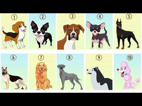 Video: 17 señales de que eres un perro sobreprotector
