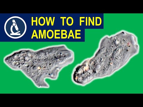 Video: Welke microscoop wordt gebruikt om amoeben te bekijken?