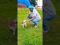 Miniature Cattle Dr Krishnam Raju Created Breed Nadipathy Goshala Miniature Cattle Dr Krishnam Raju Created Breed Nadipathy Goshala