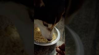 Charlee ki antha kopam o chudandii🐶🫵 #yt #charlee #shortsfeed #love #shorts #viral #viralshorts