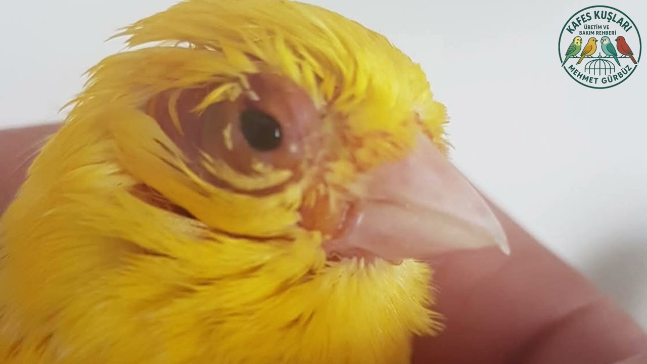 Evcil Kuşlarda Oluşan GÖZ Hasarları, Gözde oluşan sorunlar , 