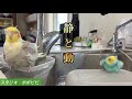 静と動　#セキセイインコ　#オカメインコ　#コザクラインコ 