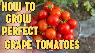 How to grow PERFECT Grape Tomatoes Grape Taming Tomato