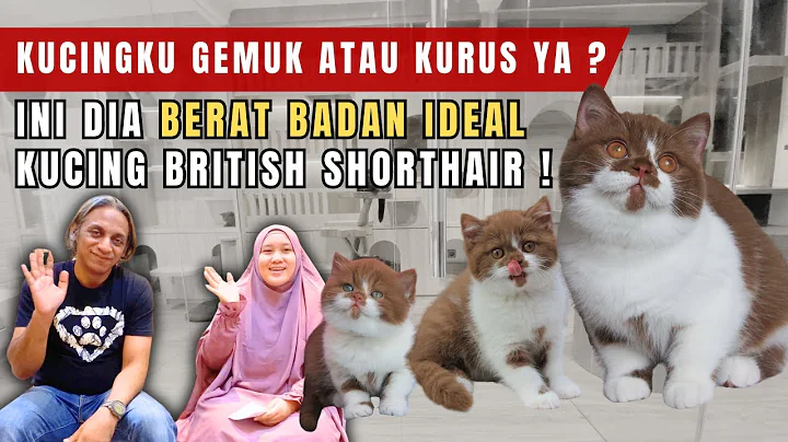 Video 11897771: kucing british shorthair, cat lovers