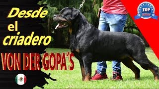 ROTTWEILER 'Los mejores Rottweiler de México'