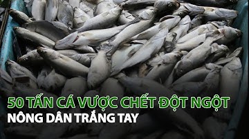 50 Tấn Cá Vược chết đột ngột Nông Dân trắng tay| VTC14