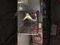 cocktail setup and love birds setup 🦜❤️ #birds