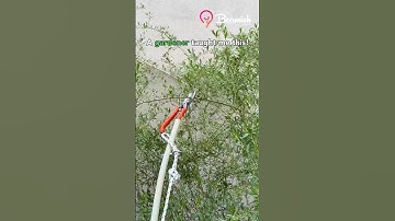 High Tree Branch Cutter #high #branch #tree #easy