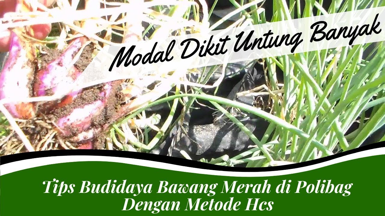 Cara Budidaya Bawang Merah di Polibag. 