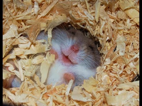 hamsters-are-crazy---funny-hamsters-compilation
