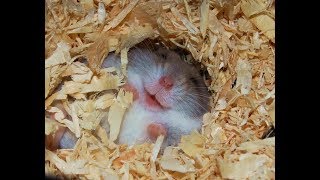 Hamsters Are Crazy - Funny Hamsters Compilation by Funky Cat 767,885 views 6 years ago 3 minutes, 23 seconds