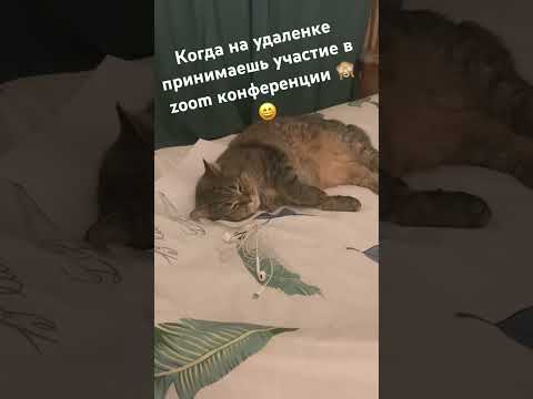 Удаленка, zoom конференция🙈 #кот #котэ #любимец #хабиб #cat #удаленка #зум #конференция #работа