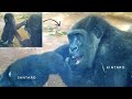 Young male Gorilla tries to snatch the adorable Baby again | Kyoto Zoo