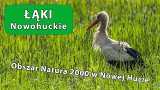 Łąki Nowohuckie - Obszar Natura 2000 w sercu Nowej Huty