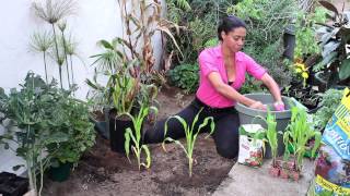 Corn Fertilizing : The Chef's Garden