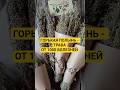 Горькая полынь трава от 1000 болезней Health Healthy здоровье Wormwood полынь Recipe He 