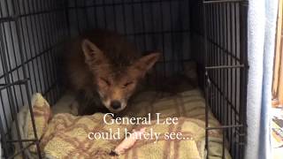 General Lee by Woodlands Wildlife Sanctuary 1,665 views 5 years ago 1 minute, 5 seconds