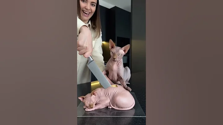 Video 11606261: sphynx funny cat animals, cut cat funny