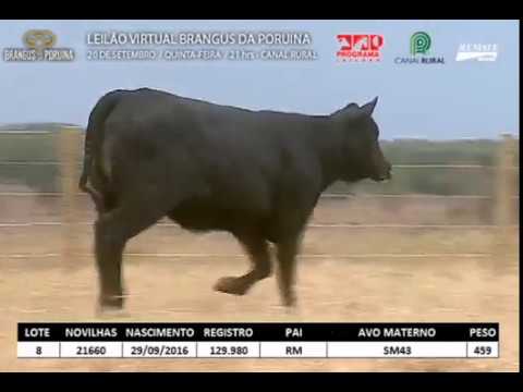 LOTE 008